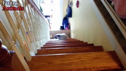Funny Dogs Vs Stairs - Funny Dog Videos 2017