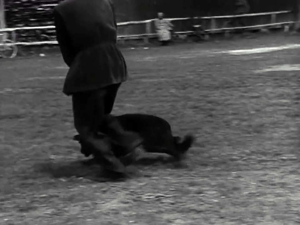 K9 Army Dogs_ Canine College 1959