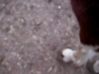 Starlight déplacement des antérieurs