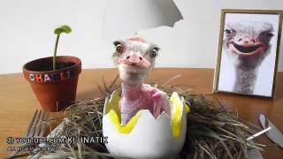 BABY BIRD FOR BREAKFAST!! Kluna Tik Dinner #88 _ ASMR eating sounds no talk-At6CHA5Scpw