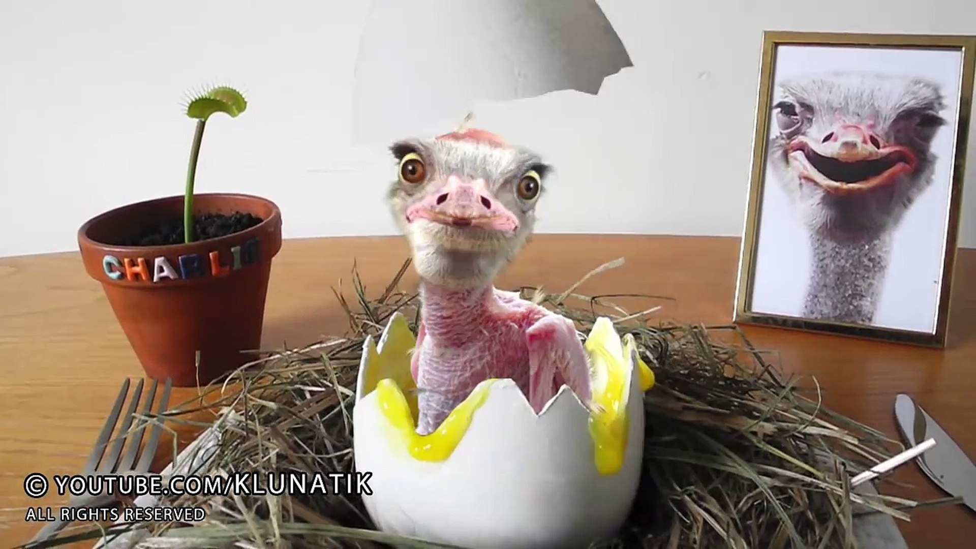 ⁣BABY BIRD FOR BREAKFAST!! Kluna Tik Dinner #88 _ ASMR eating sounds no talk-At6CHA5Scpw