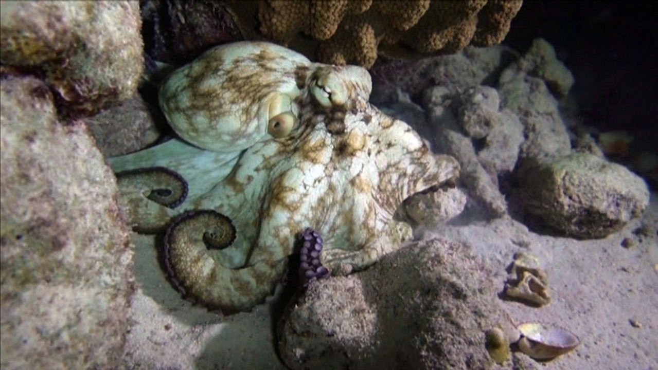 Strange octopuses appear on the seafloor