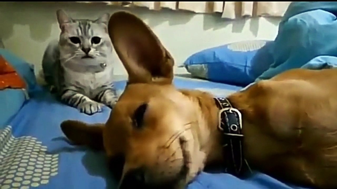 Funny cat slap compilation part 1 -- Funny and cute videos of cat