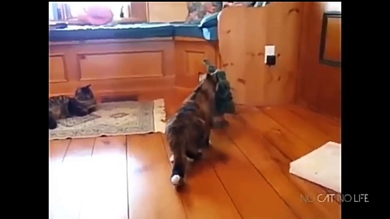 Startled cats compilation funny scared cats