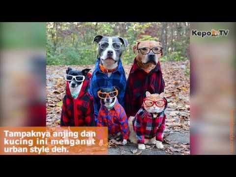 5 Foto-Foto Pose Hewan Yang Membuat Kalian Geleng-Geleng Kepala Ini Lucu Banget!