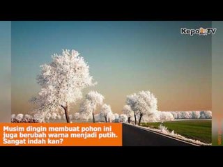 Kumpulan Foto Fenomena Alam Ini Bukan Hasil Editan Photoshop