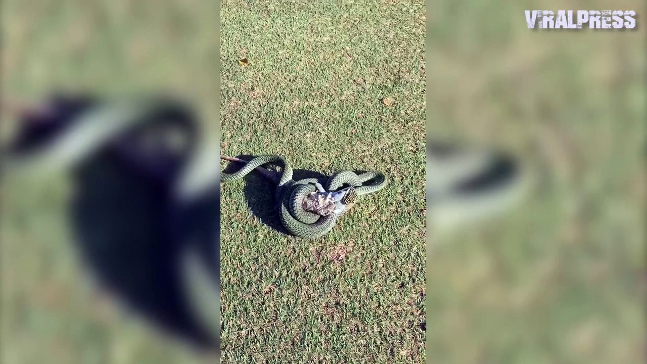 Snake Swallows 2ft Long Iguana On A Golf Course