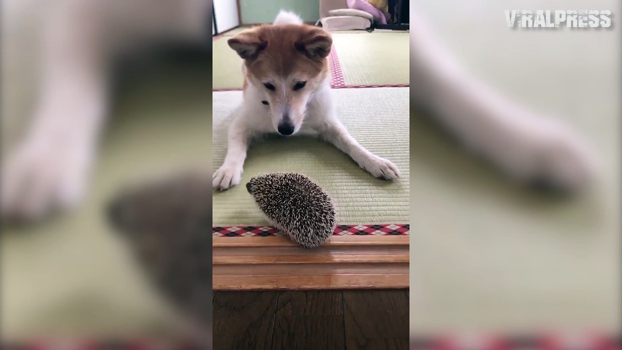 Hedgehog And Pet Dog's Relationship Gets Off To A Prickly Start