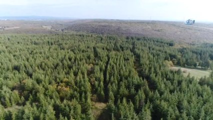 Kara Elmas" Trüf Mantarının Doğadan Toplanma Macerası Havadan Görüntülendi