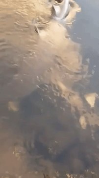 Shark Makes Surprise Appearance in Northern New South Wales River