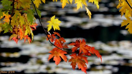 La chanson de Prévert (S.Gainsbourg)