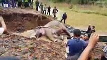 Elephant is rescued after spending a DAY trapped in flooded river