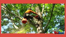 Important Reasons Why Your Trees May Need Trimming Services