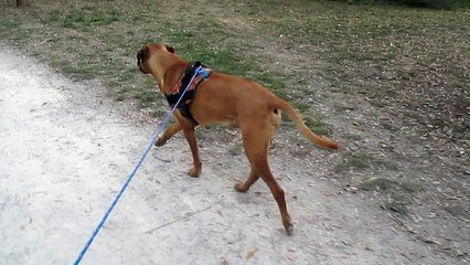 Dallas Meets Labrador in France