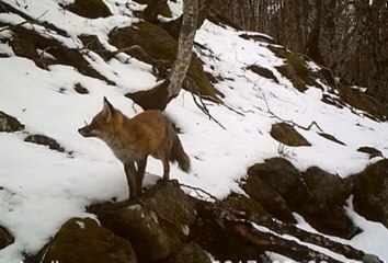 Le renard en hiver