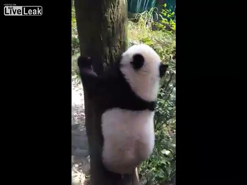 Pandamonium!