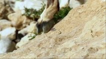 R4 One Wales new Planet Earth II clean ident Goats