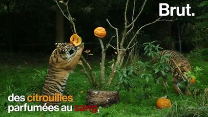 Le Zoo de Londres fête Halloween à sa façon