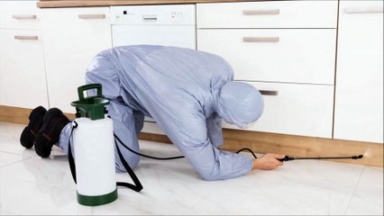 ابادة حشرات المنزل لتحقيق راحتك
