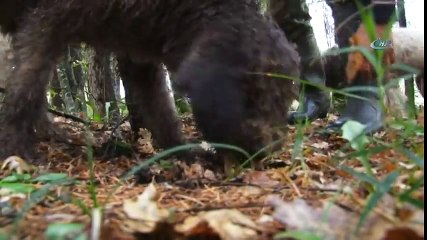 Dünyanın En Pahalı Mantarı Böyle Toplanıyor