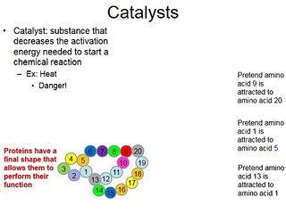 Enzymes and Catalysts