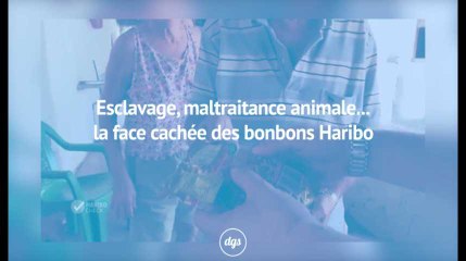 Maltraitance animale, esclavage... La face cachée des bonbons Haribo