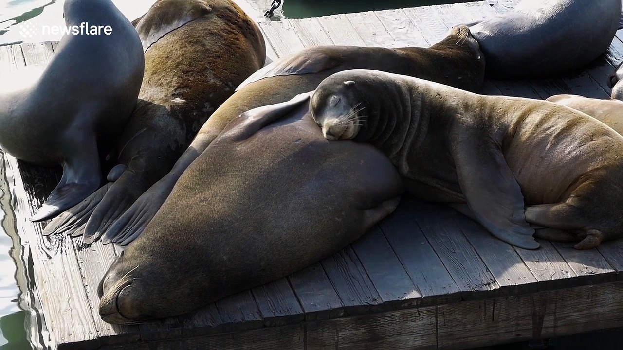 Adorable sleepy sea lions cuddle on Pier 39 in San Francisco