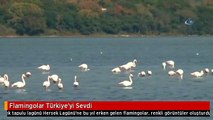 Flamingolar Türkiye'yi Sevdi