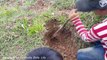 (100% Real Life) Three Brothers Catch Snake by Digging hole in the Rice Fields (Part 36)
