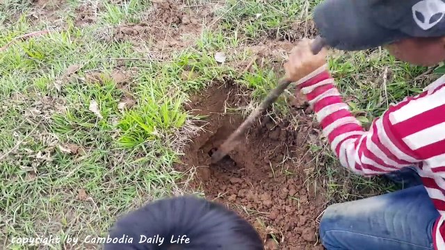 (100% Real Life) Three Brothers Catch Snake by Digging hole in the Rice Fields (Part 36)
