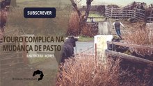 TOURO COMPLICA NA MUDANÇA DE PASTO