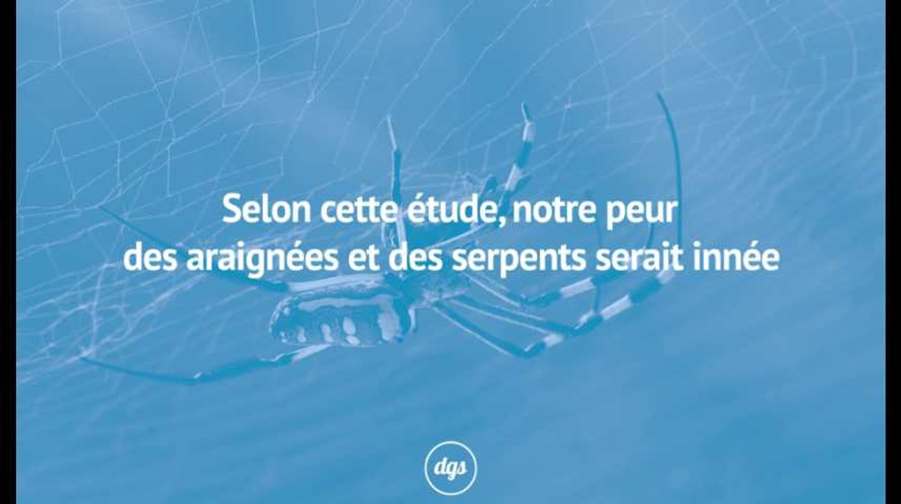 D'après cette étude, notre peur des araignées et des serpents serait innée