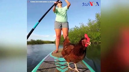 پیڈل بوٹنگ کرتی مرغی