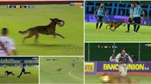 Cão polícia invade terreno de jogo e "rouba a cena " em jogo de futebol