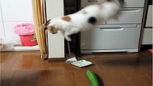 Gatos e Pepinos Para Gargalhadas
