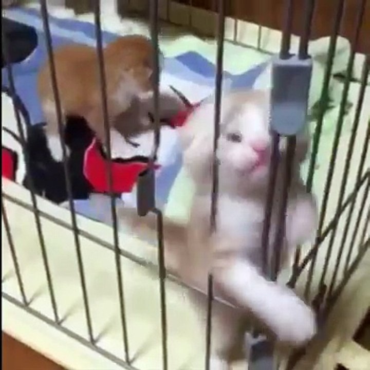 Ces animaux sont complètement dingues ! Par Flash Actu