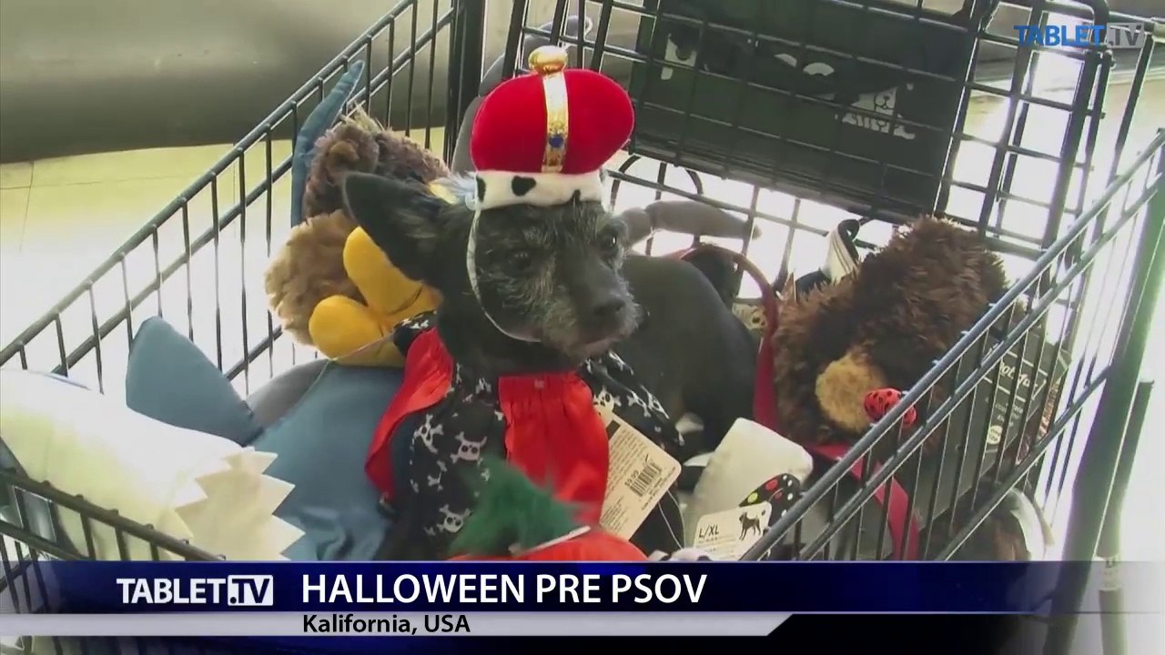 Halloween nie je iba pre ľudí, do kostýmov prezliekajú už aj psov