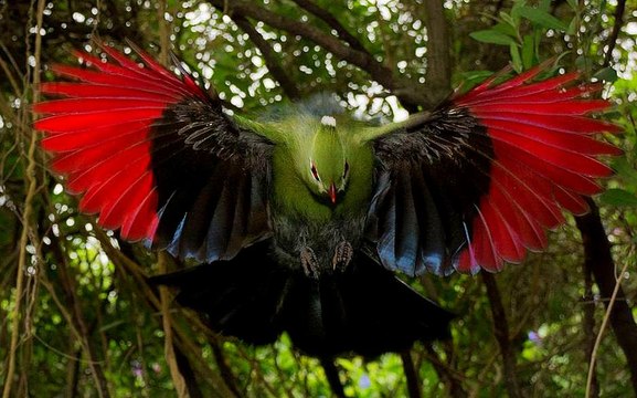 Loài chim với đôi cánh màu đỏ nhảy nhót trên cành ăn trái cây