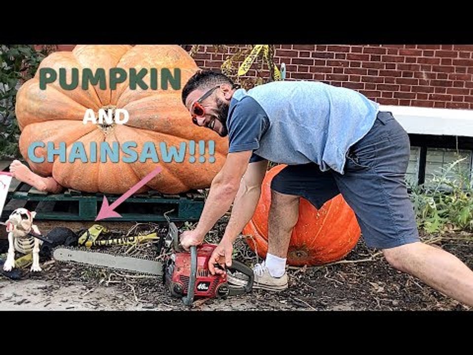 Daring Dad Carves 1,200-Pound Pumpkin for Halloween