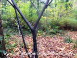 MAKING NATURAL CATAPULTS / SLINGSHOTS AND FINDING FORKS IN THE WOODS