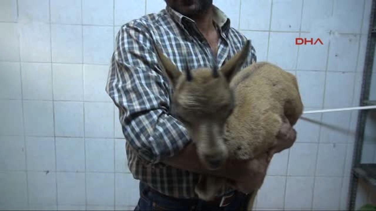 Tunceli Geçici Körlük Yaşayan Yavru Dağ Keçisi Tedavi Altına Alındı