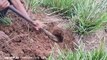 (100% Real Life) Three Brave Children Catch Three Snakes by Digging Hole in Their Farms