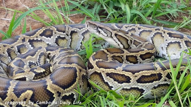 Terrifying!! Brave Boys Catch Two Biggest Snakes While Digging Hole - How To Catch Big Sna