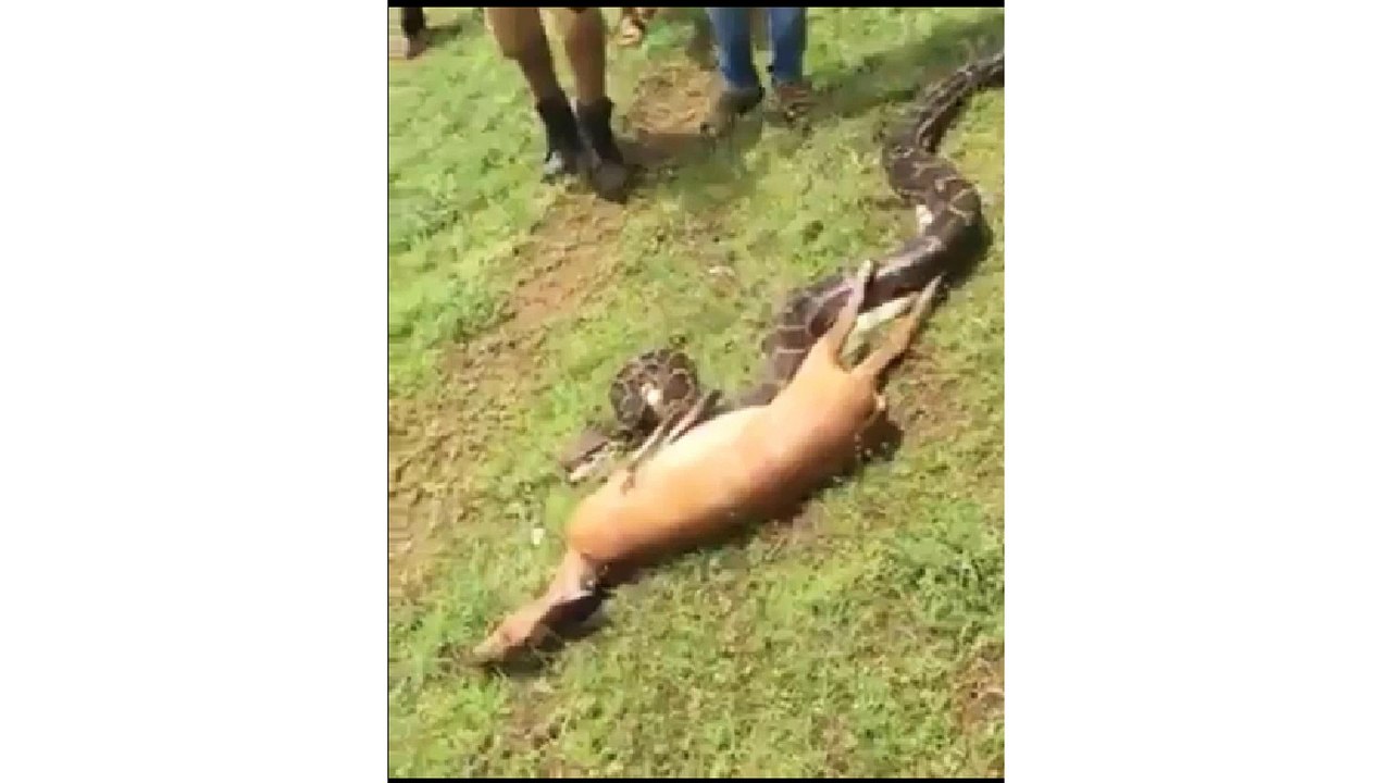 আস্ত হরিণ খেয়ে ফেলল সাপটি