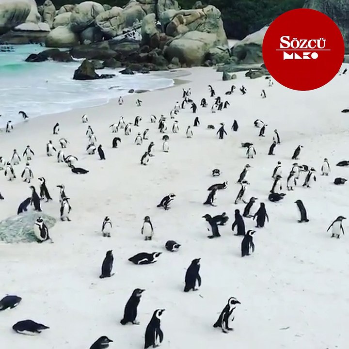 Penguen sahili görenleri hayrete düşürüyor