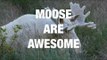 Incredible Encounters With Moose