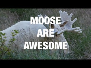 Incredible Encounters With Moose