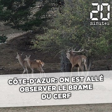 Côte d'Azur: On est allé observer le brame du cerf