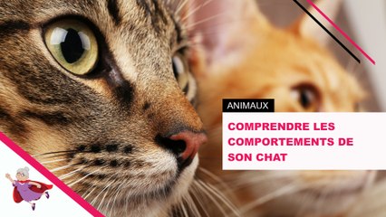 Comprendre Les Comportements De Son Chat Video Dailymotion