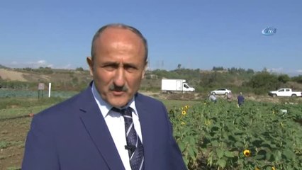 Adana'dan Hollanda'ya 2.5 Milyon Dal Çiçek